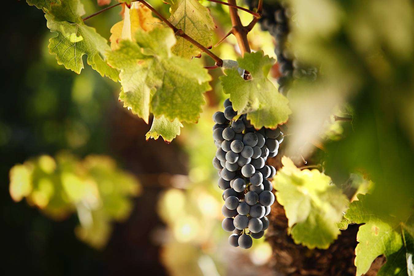 智利卡乐门酒庄28年的佳美娜风味_葡萄_品种_世界