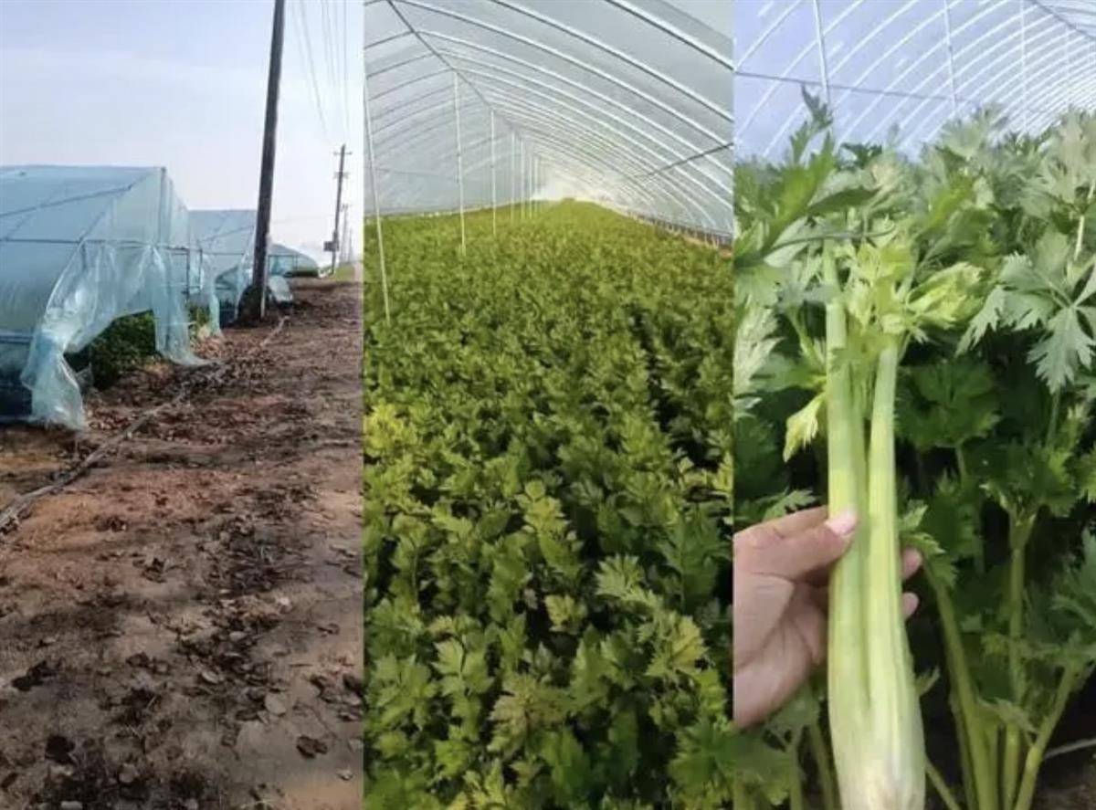 因为芹菜的生长周期比较长,王山准备观望一下芹菜的行情,等春节前后再