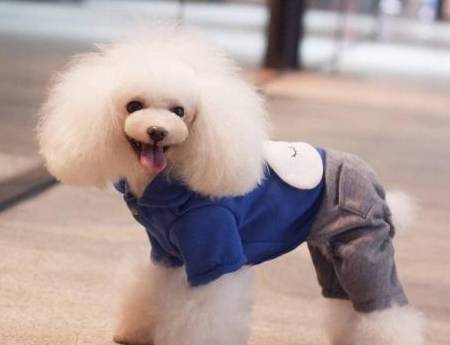 学会这三招,轻松解决贵宾犬嘴巴臭的问题 学会这三招,轻松解决贵宾犬嘴巴臭的问题