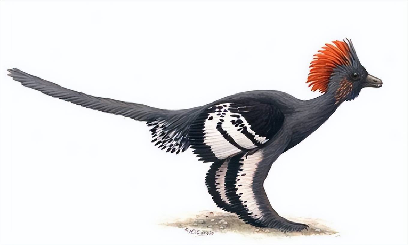 科学家实验用鸡复活恐龙,结果鸡长出恐龙脸,鸡真是恐龙的后裔?