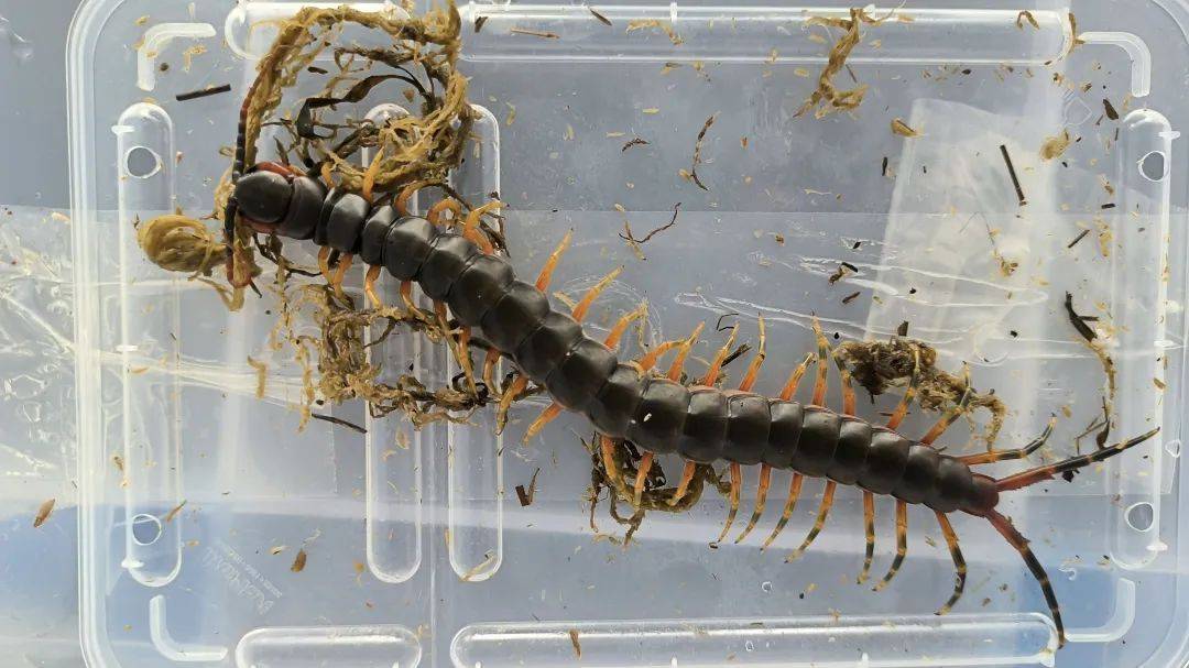 海口海关查获5条加拉帕戈斯巨人蜈蚣幼体_邮件_动植物_物种