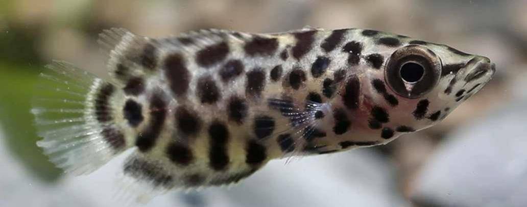 梅花攀鲈鱼,对于水质无挑剔,水温和其他热带鱼基本相同,不怕缺氧,可以