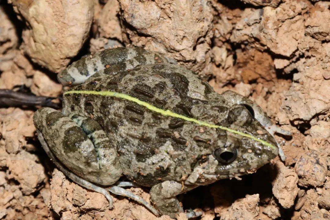 山东蛤蟆志_蟾蜍_中华_皮肤