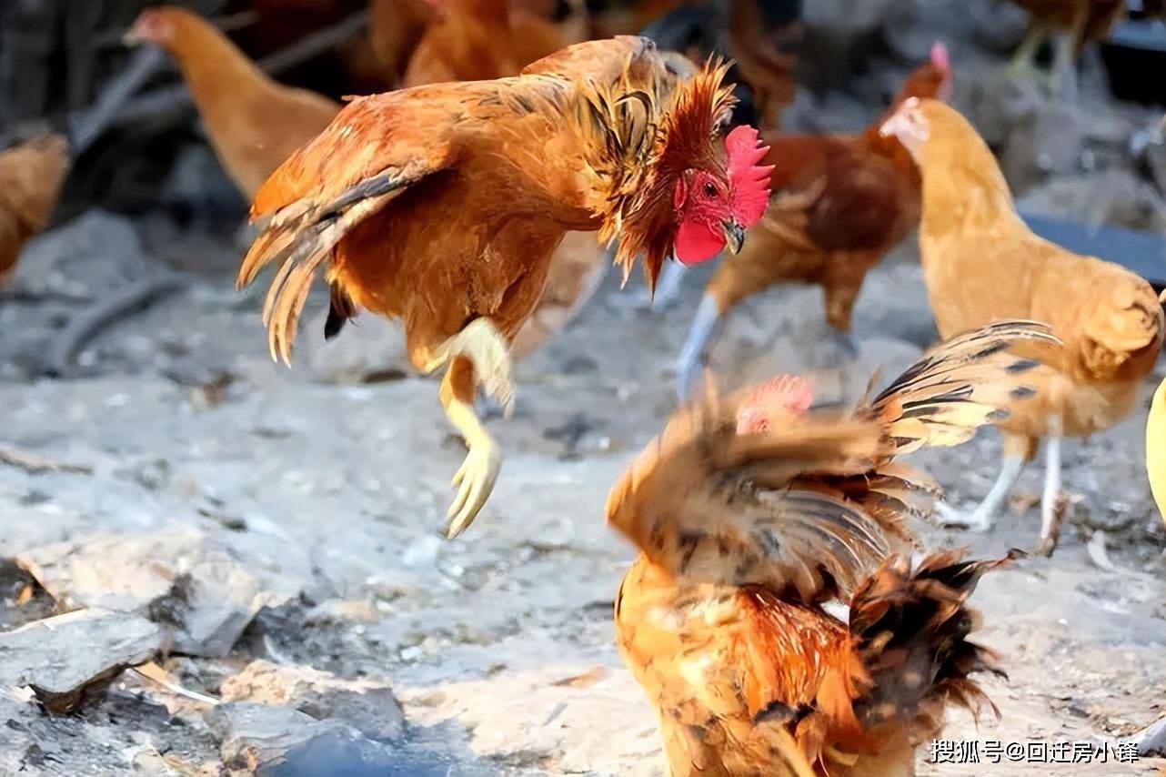 臨近深圳鳳崗南門山 農莊轉讓 月租5萬 無轉讓費_生態_內容_圖片