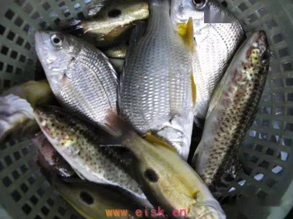 常见海鱼品种(四)_北海_军曹_海域