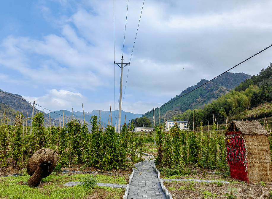 "共富"专题|林山乡菖蒲村山药产业赋能"共富工坊"_村民_种植_网格