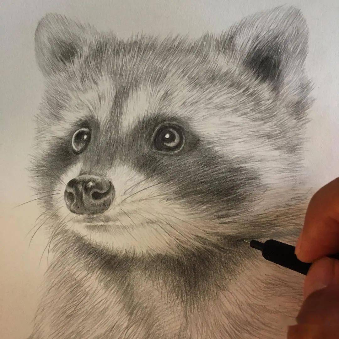 细腻的动物写实铅笔画,日本女画家大岛康树作品_oshima_kozue_网络