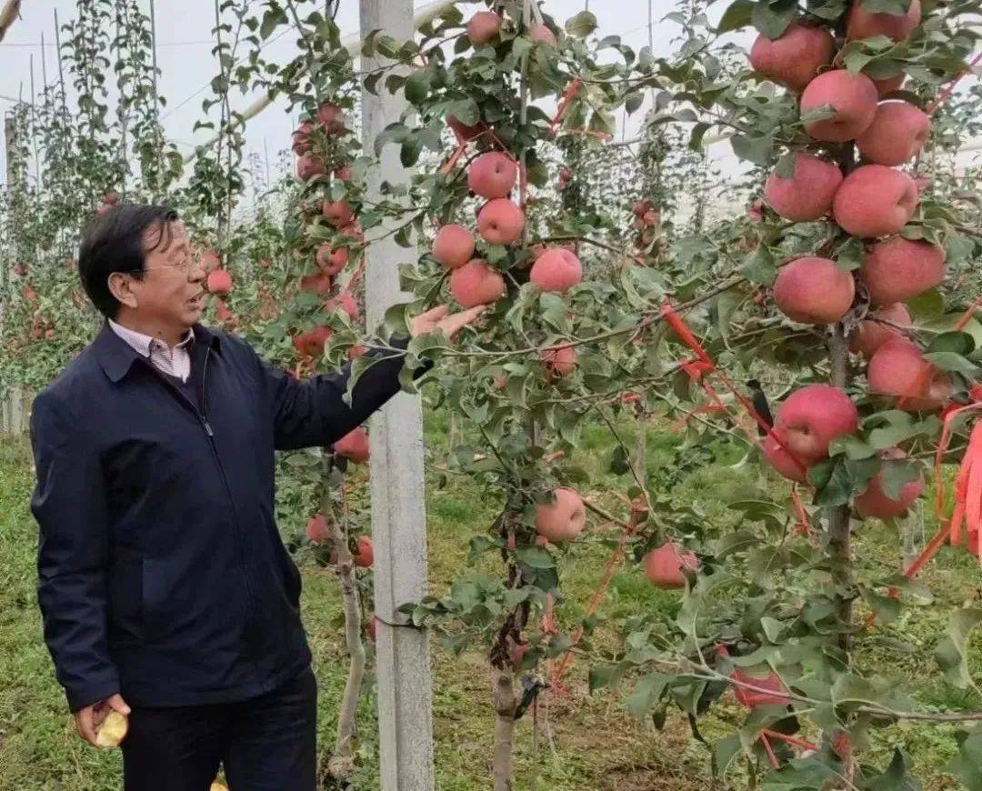 今年11月份总体温度偏高,苹果树多数尚未正常落