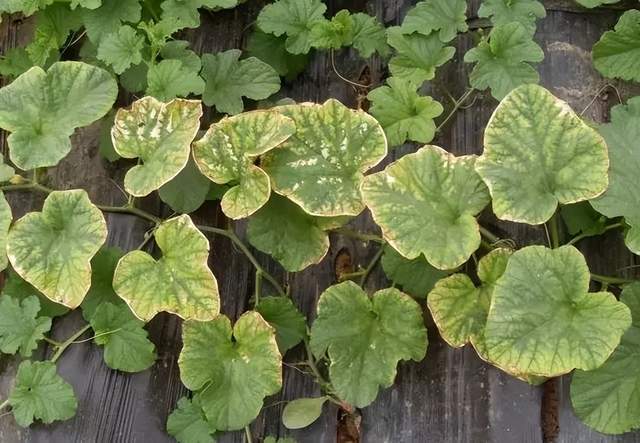 农业种植中的"盐害","药害","肥害",危害竟然这么大!_土壤_肥料_化肥