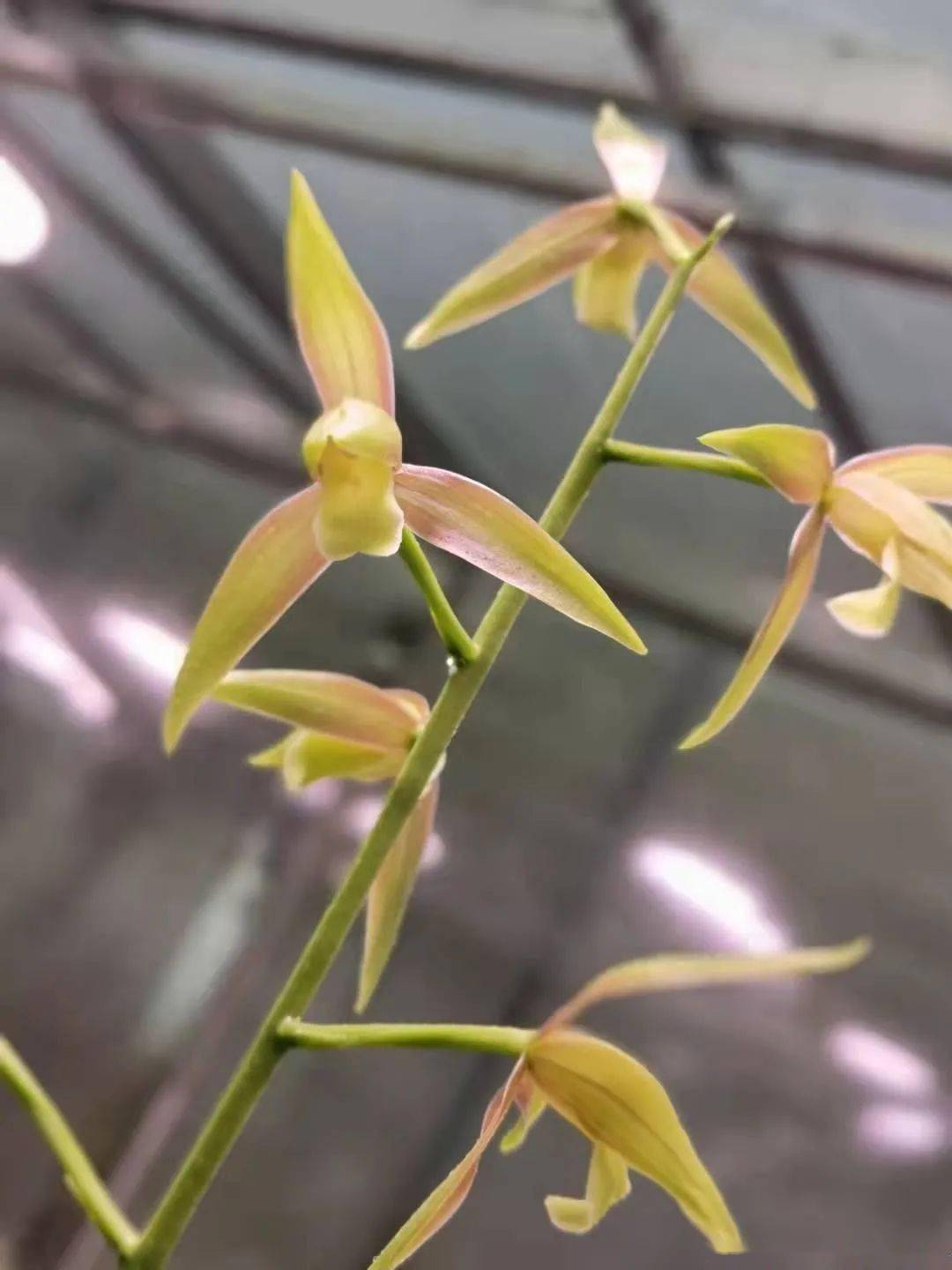 秋榜名品鉴赏——秋榜红霞素_品种_香味_开花