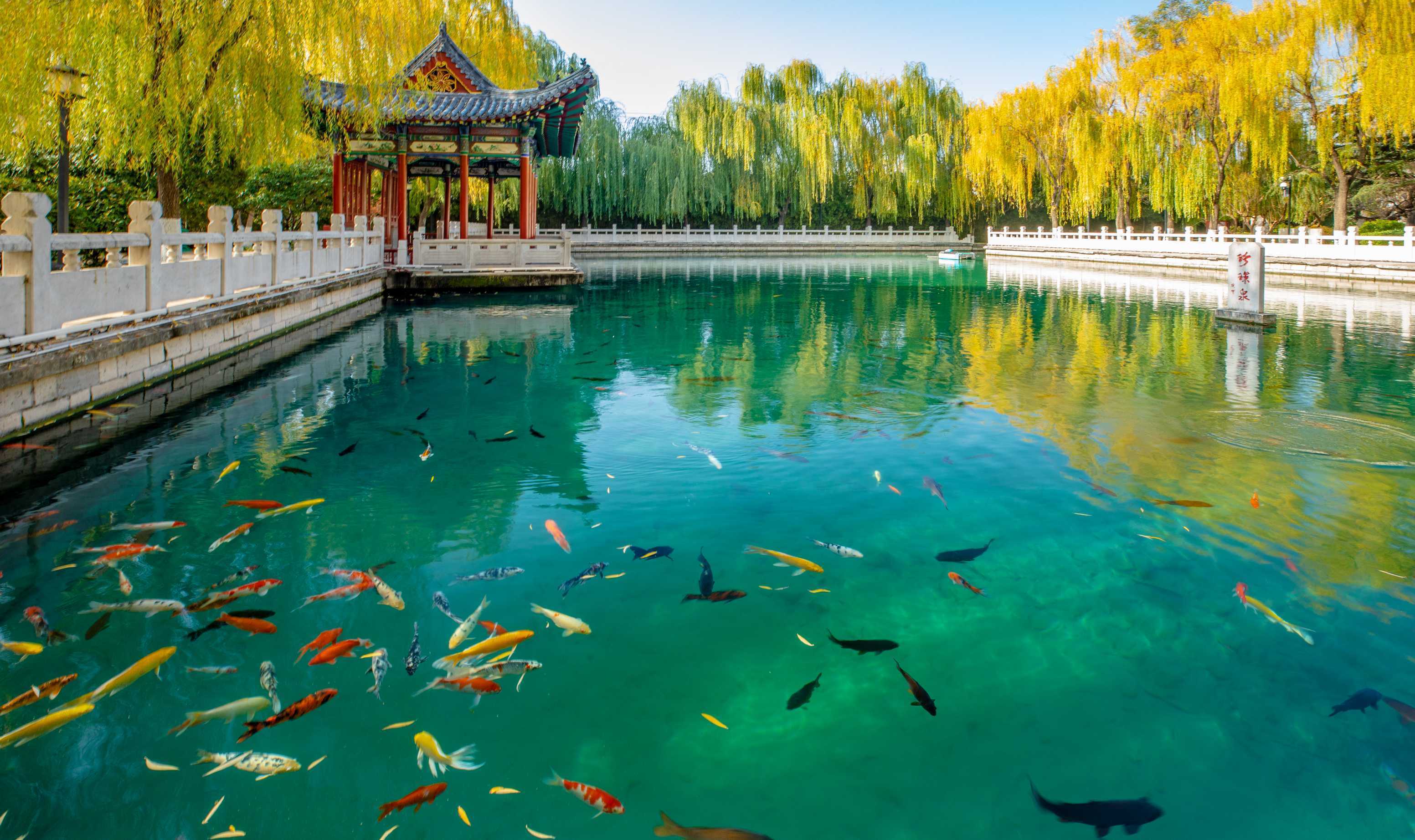 济南这处泉水初冬时节美景如画_情报员_齐鲁_珍珠