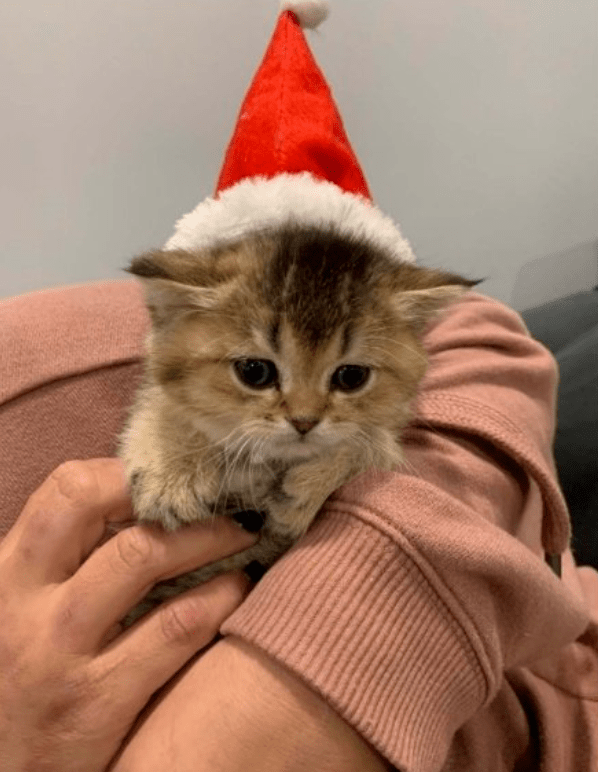 铲屎官给小猫咪戴帽子暖耳朵,网友:啊啊啊要命了要命了_样子_眼睛