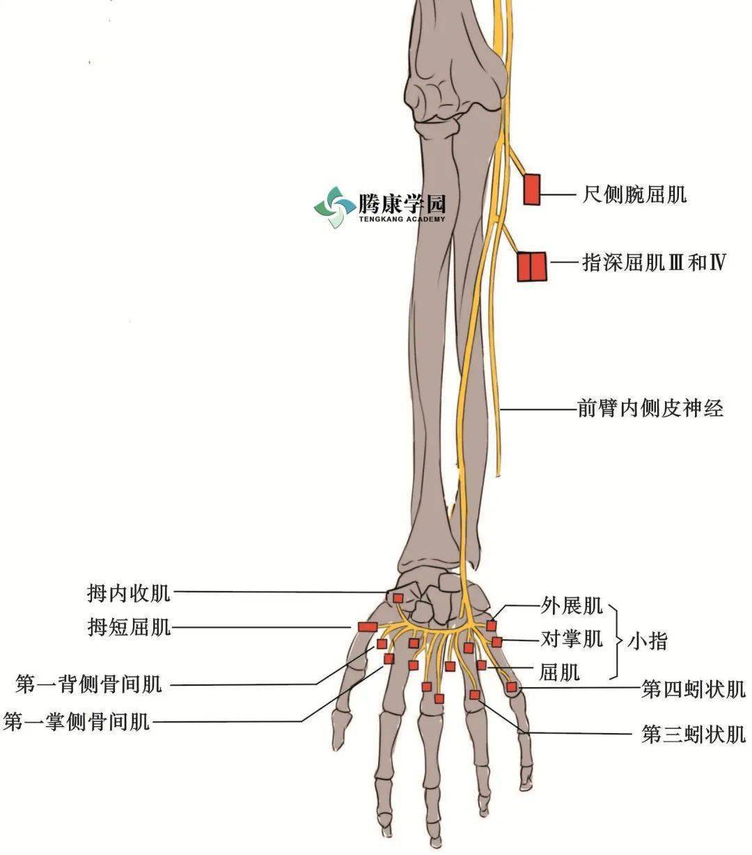 手部:小鱼际肌(小指对掌肌,小指展肌和小指短屈肌),蚓状肌(内侧两块)