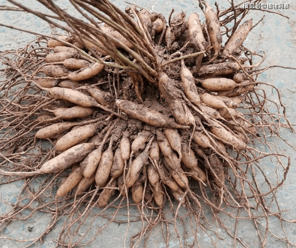 农村1种植物,人称天门冬,块茎80元1斤,价值极高!_果实_的作用_中国