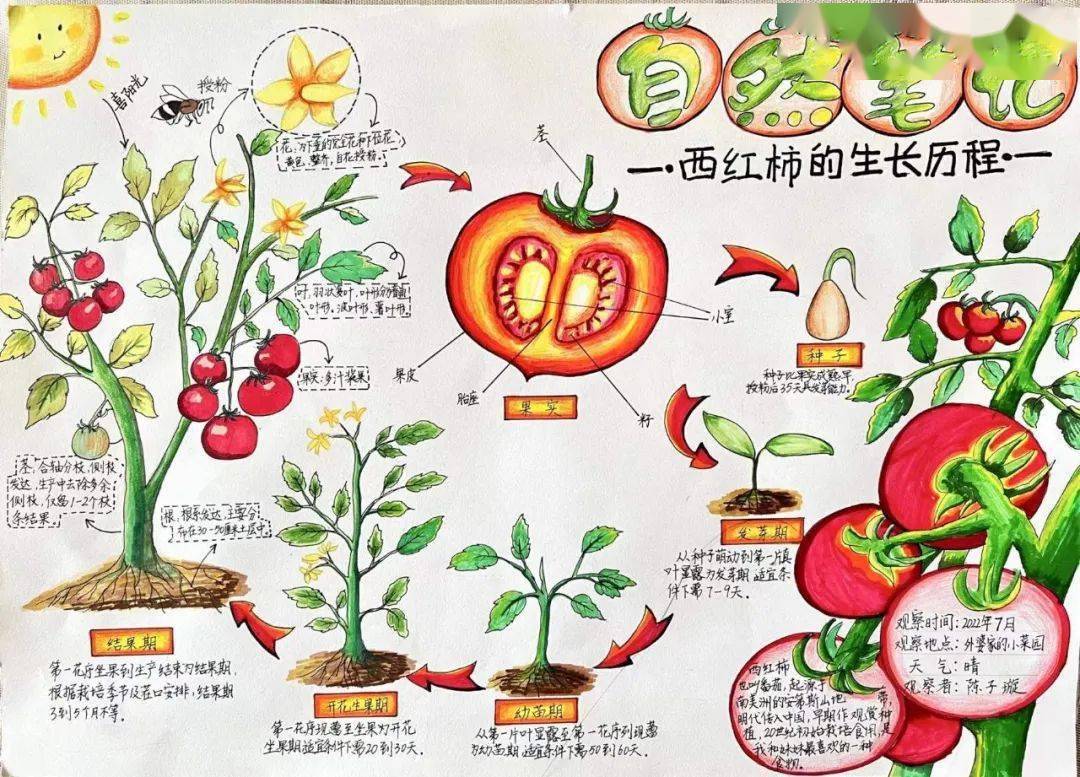美丽中国 我是行动者 | 2022年福建省青少年自然笔记征集活动获奖作品