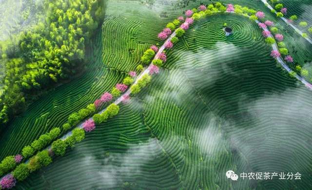 福建永福:来自"大陆阿里山"的台式乌龙茶_台湾_高山_永福镇