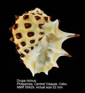 寻宝深圳市海之洋贝壳博物馆 │ 初识黄斑核果螺_学名_中国_uwkwaj