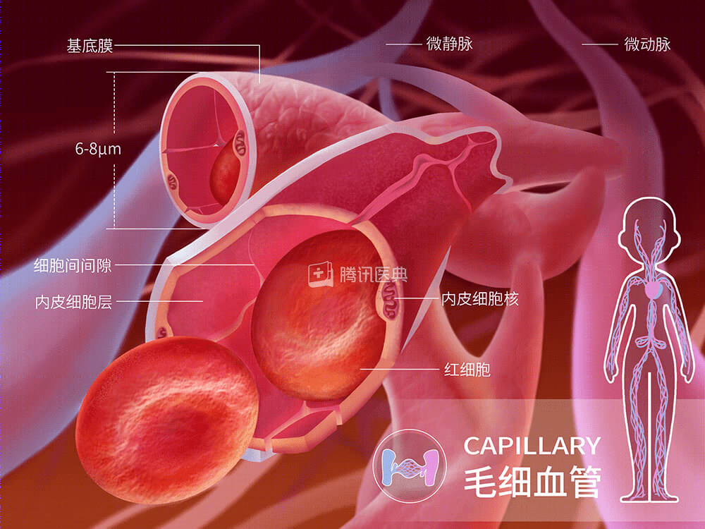 身上長了這 4 種小紅點,要抓緊看醫生_血管_紫癜_皮膚