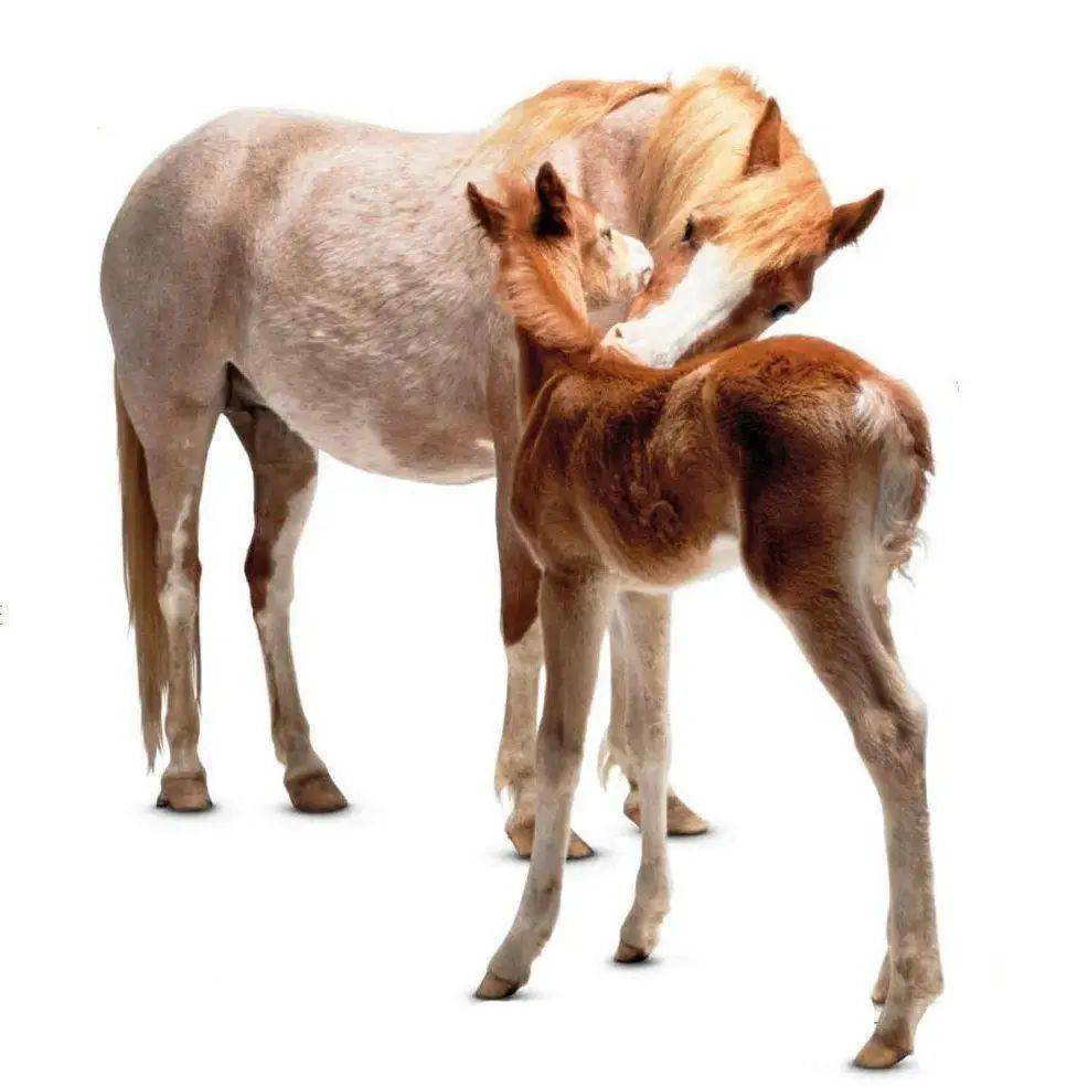 【奇蹄目】其真无马邪?天下真无马也!_马科_哺乳动物_野马