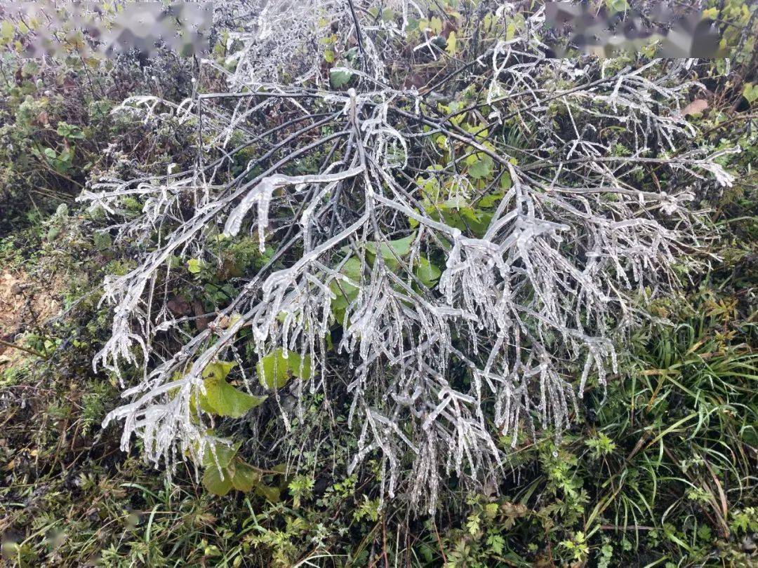 昨天氣溫急降,韶關現今冬首場冰掛奇觀!_樂昌市_林雨楠_小雨