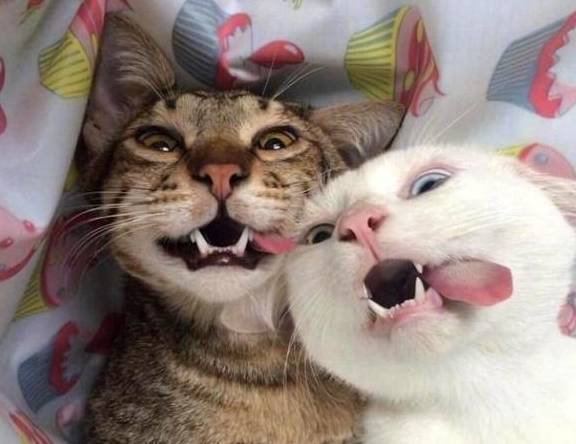 等到麻药的劲儿过了,猫咪休息两天,自然就恢复了,别看这两只猫咪表情