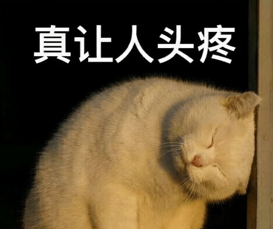 注意 猫咪的这几种举动