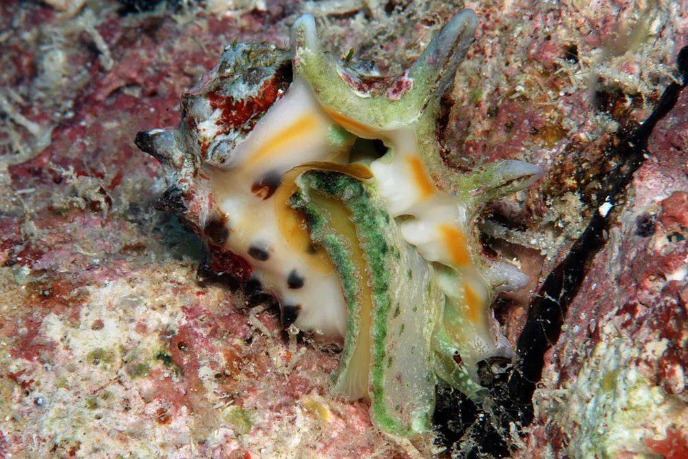 寻宝深圳市海之洋贝壳博物馆 │ 初识黄斑核果螺_学名_中国_uwkwaj