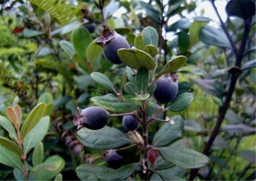 南方农村14种野果,你吃过几种啊?是否认识和记得它们的名字?