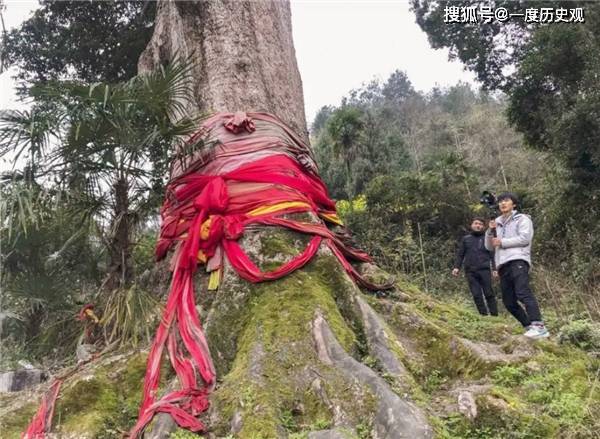 一棵金丝楠木能卖到上亿，树苗一株才10元左右，为何却没人种？_