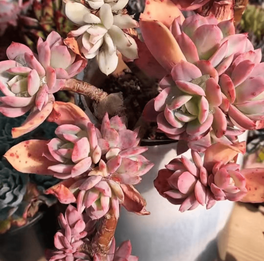 坐标江苏,今年最美的多肉就是"绮罗",养3年成大老桩_状态_环境_品种