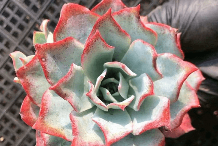 龙赞尼虽有4个别名,且颜值堪比蓝光,但它们不是同一种多肉_叶片_状态