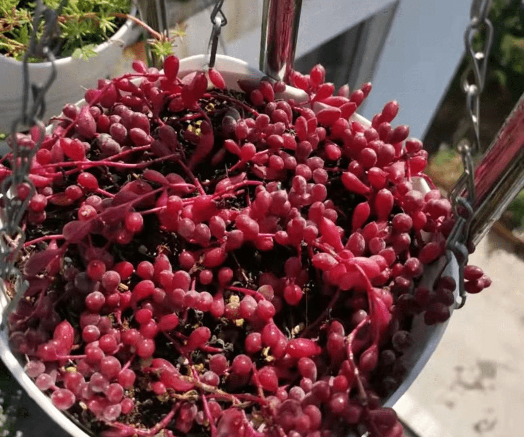 苏州小姐姐晒窗台上的多肉,网友直言:太秀了,养成了大串红葡萄_紫玄