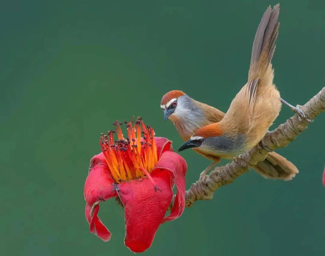 沧海一粟等16人:百鸟争鸣·同题微诗《红顶鹛》心香文艺_天籁_创作