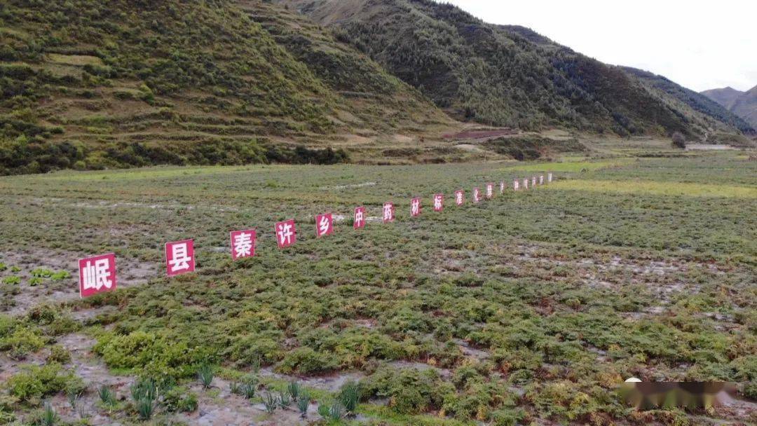 岷县秦许乡:夯实产业根基 筑牢增收渠道