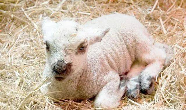 羔羊白肌病该怎么办?如何防治?_维生素_饲料_病变