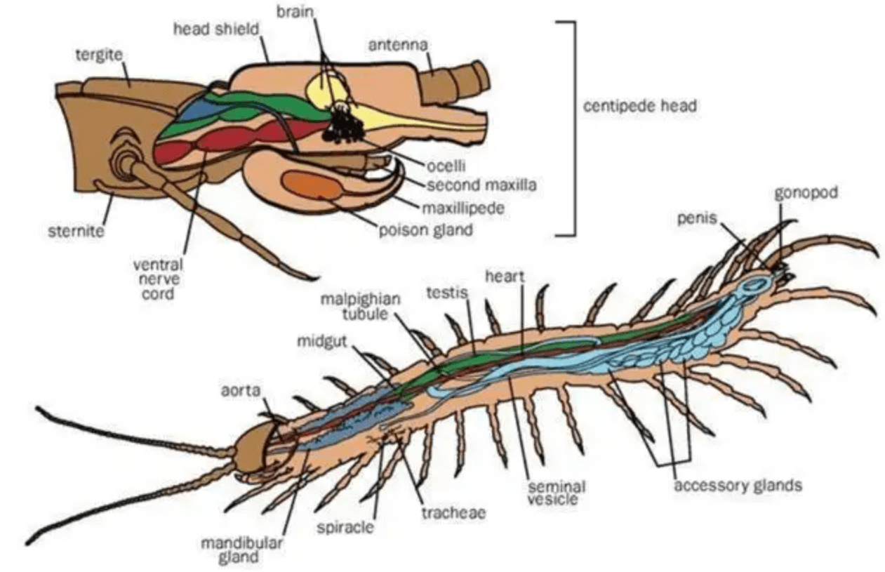 蜈蚣的身体结构图图片