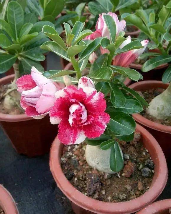 6种"耐旱花",别浇水太多,要旱养,顺利过冬,旺盛茁壮很漂亮_时候_植物