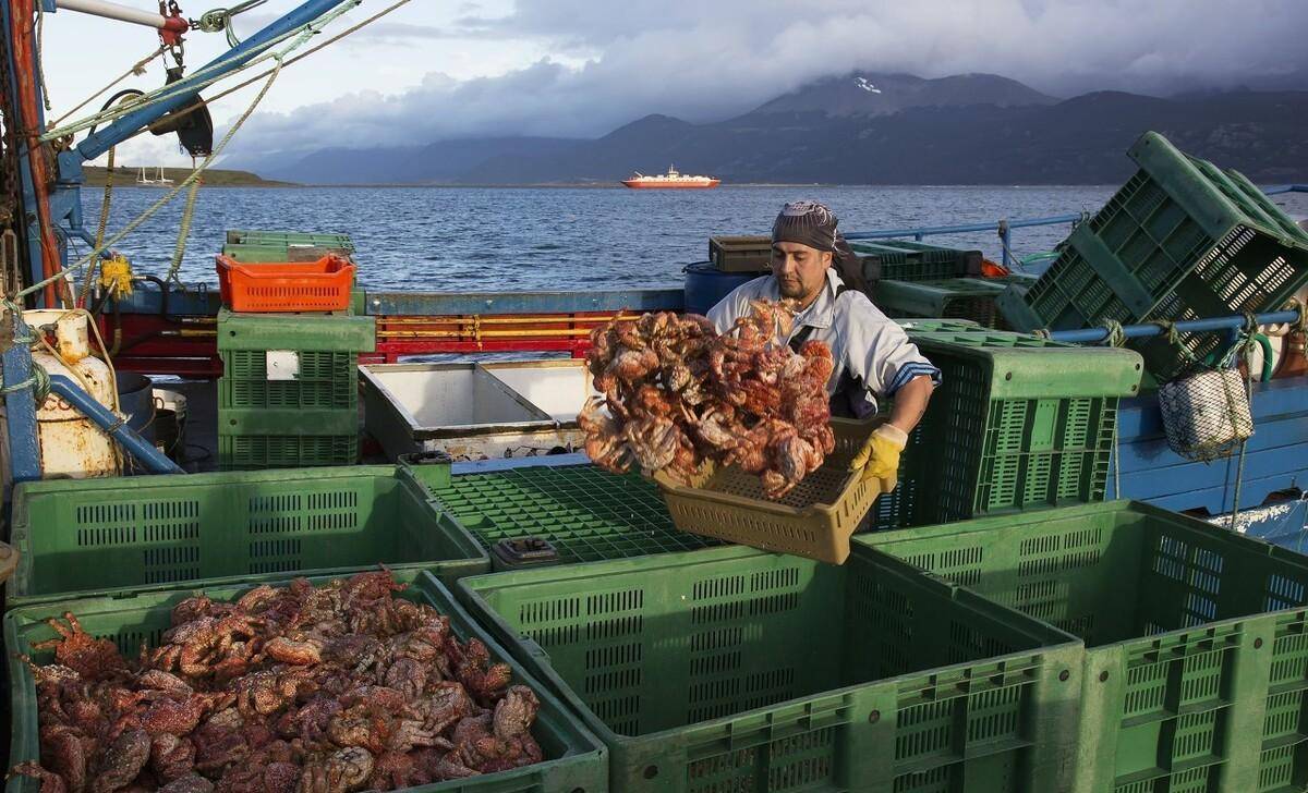 5万吨三文鱼"漂洋过海",挪威究竟在打什么"算盘"?_中国_养殖_鲱鱼