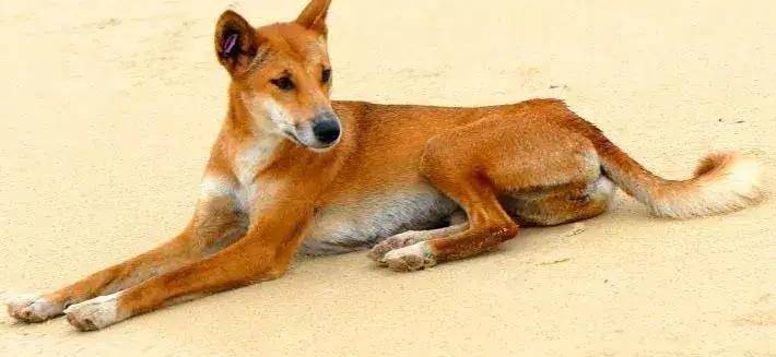 中国土狗成功称霸澳洲近5000年,你还认识吗?_野狗_大陆_狗狗