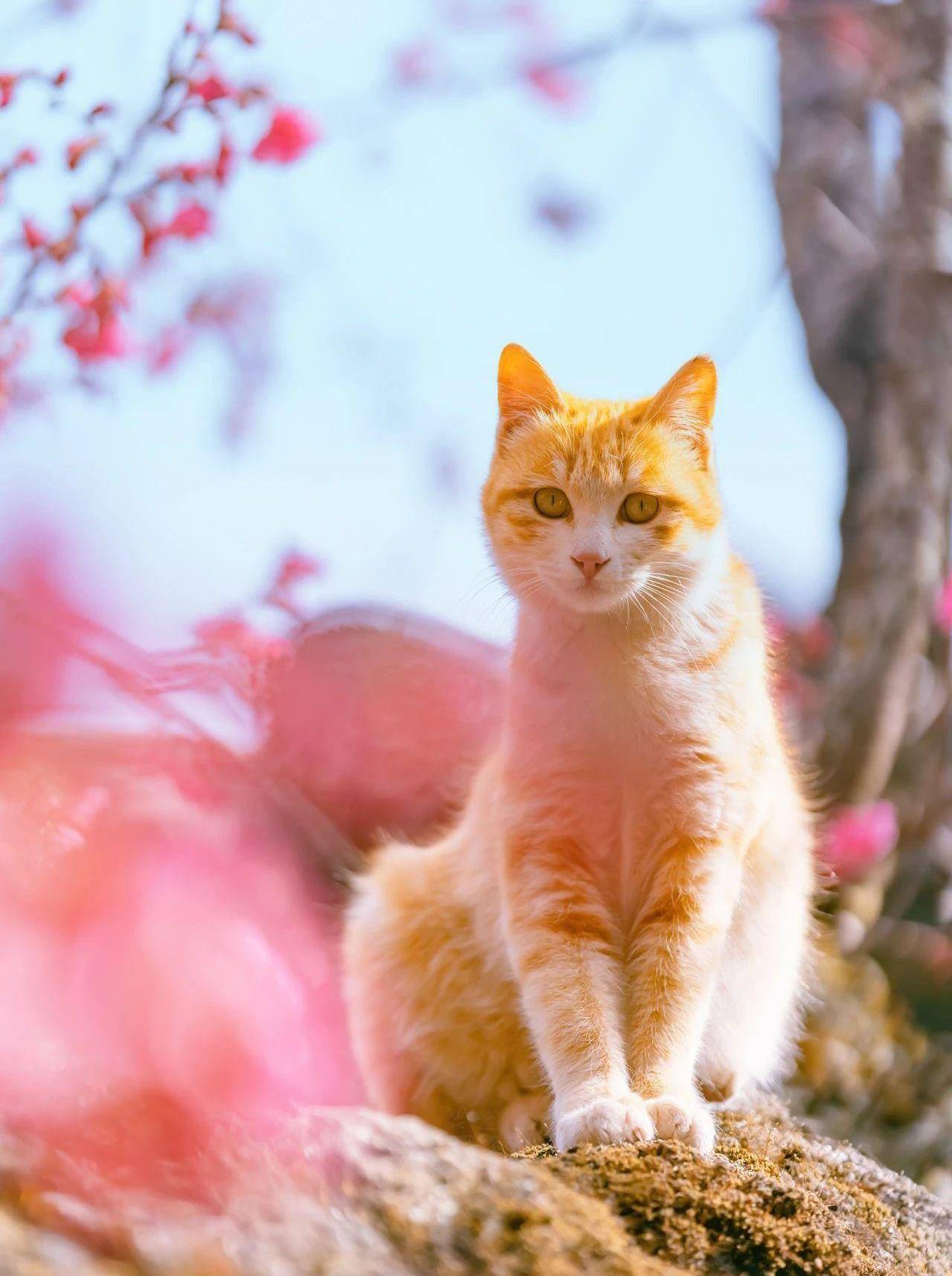 320年的古樱花树上,长了母子两橘猫,又美又仙_树洞_因为_画面