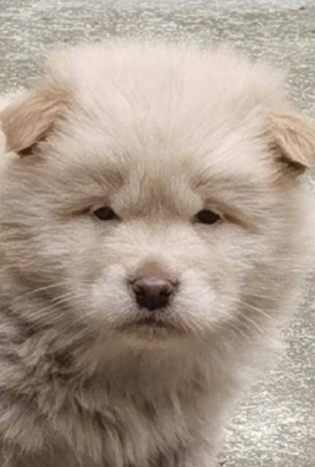 李荣浩深夜喊话杨丞琳:愿有人陪你颠沛流离,愿有人宠