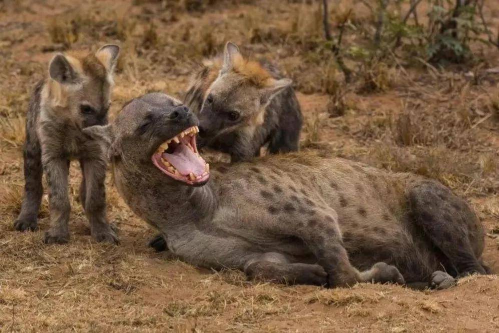 把狼群放到非洲大草原,能取代斑鬣狗吗?_猎物_体型_群体