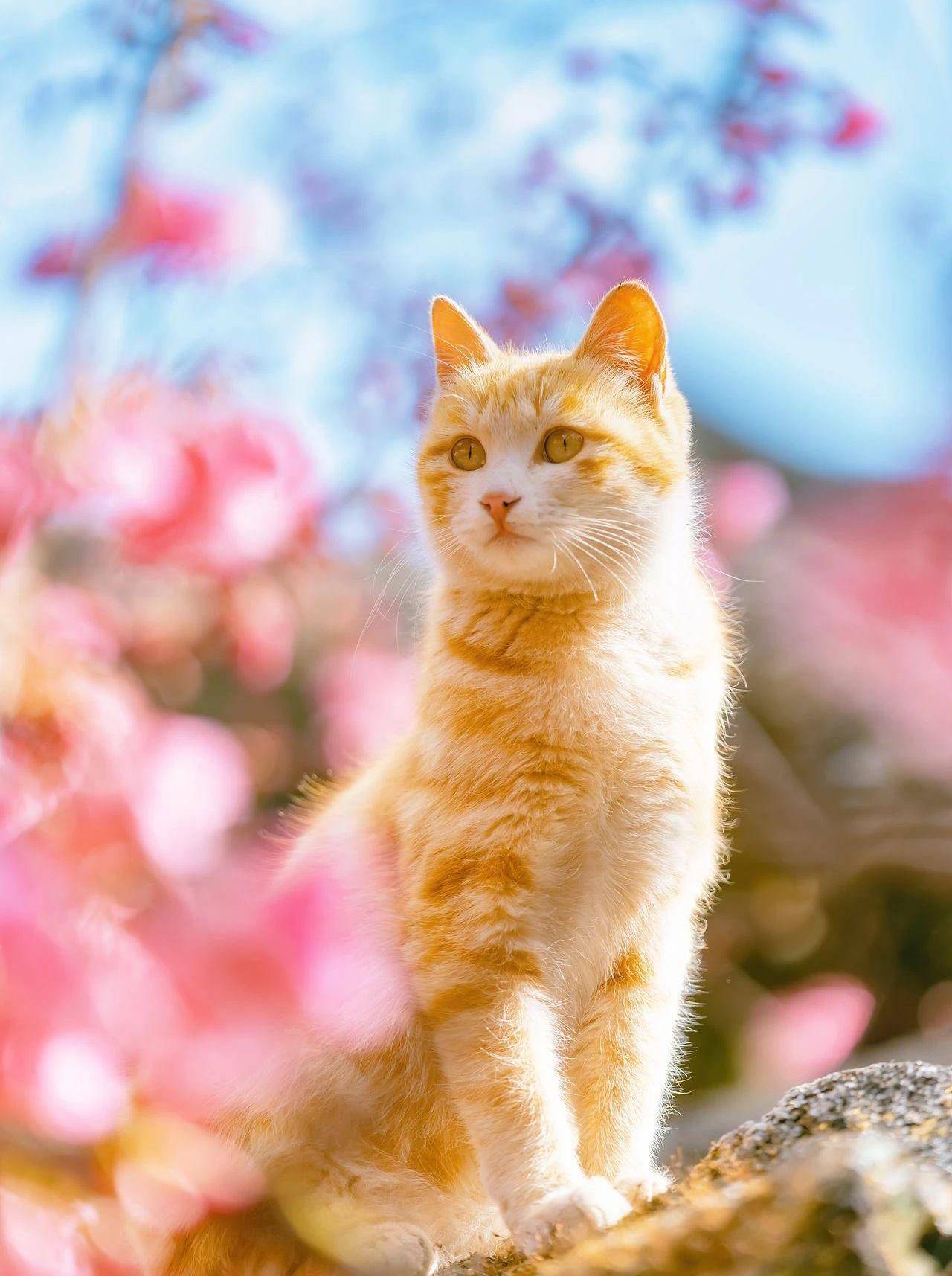 320年的古樱花树上,长了母子两橘猫,又美又仙_树洞_因为_画面