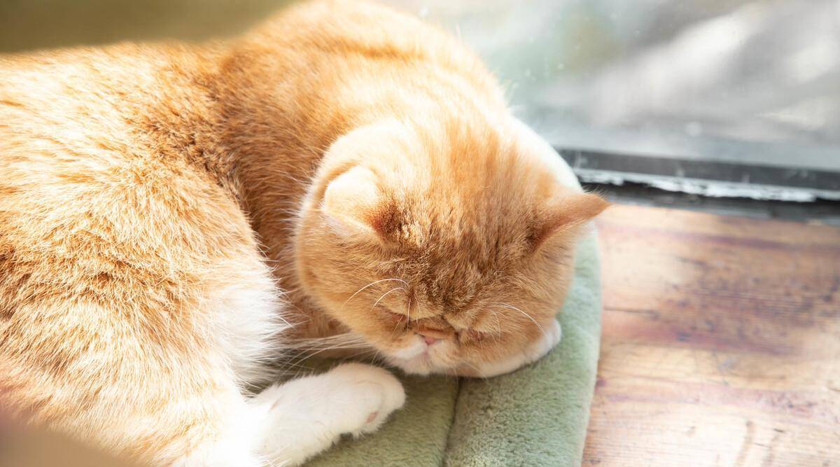 最会睡觉的猫咪，你的猫咪为什么总是睡不醒？_搜狐网
