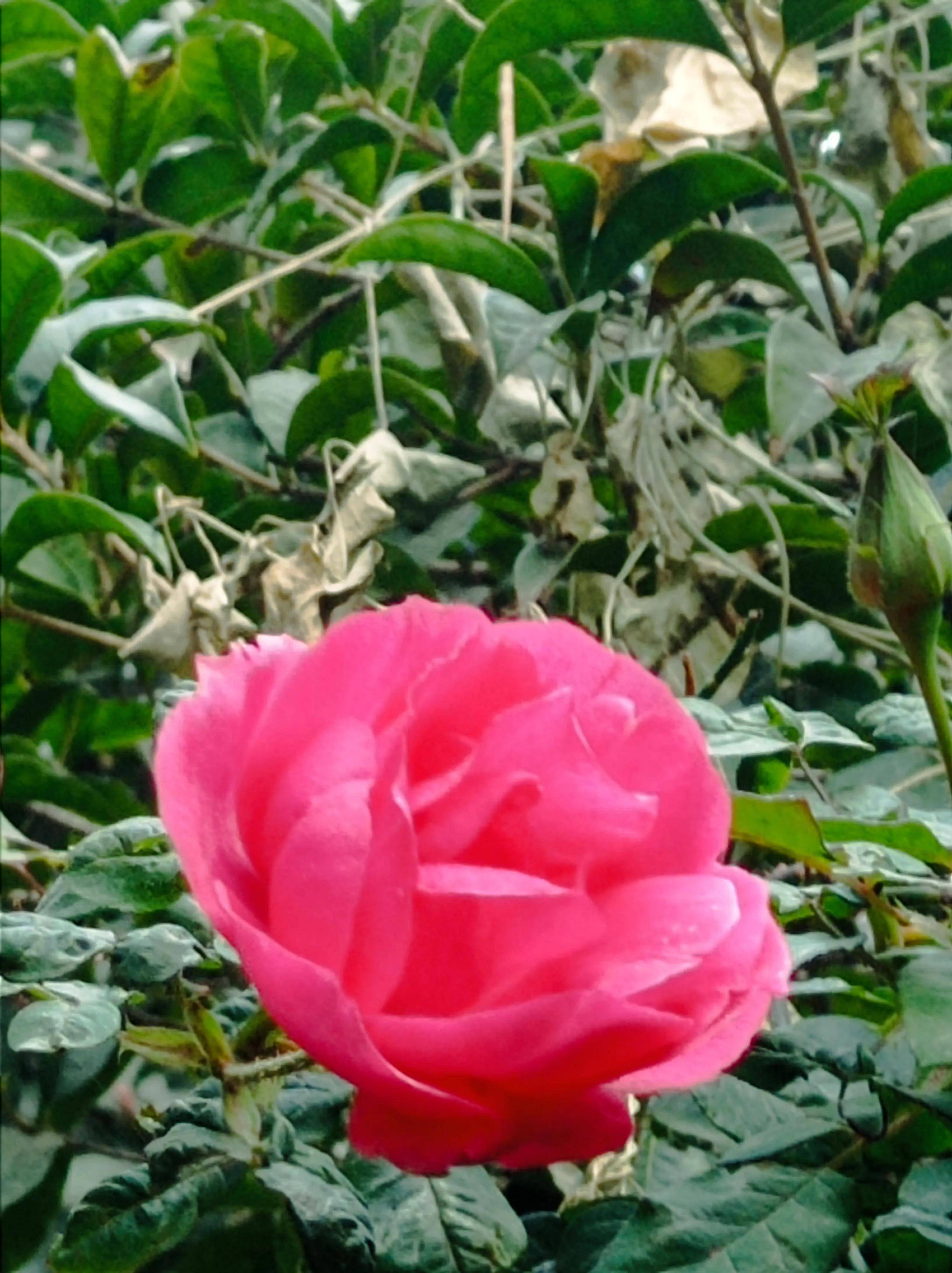 冻龄斗雪红_花中皇后_天赋_颜色