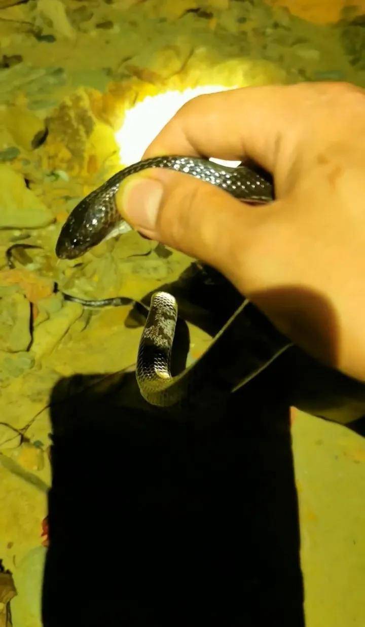 如果是剧毒蛇,那么这就应该是最后一篇文章了_蛇头_生活_时候