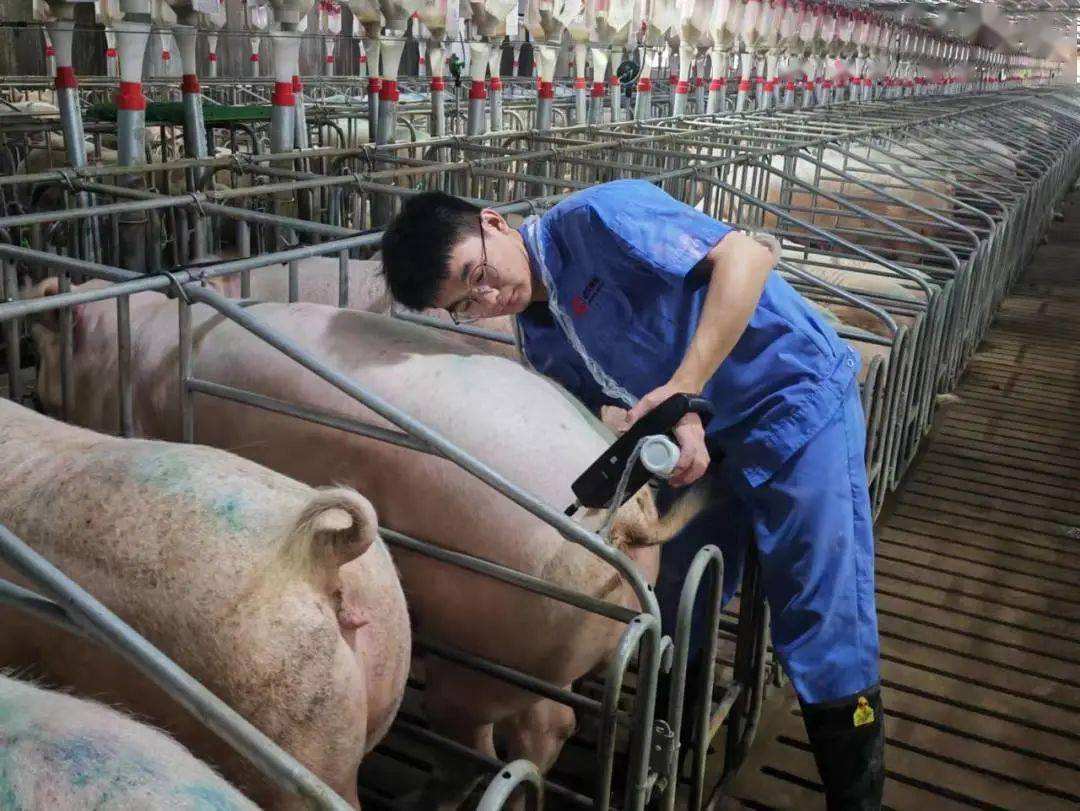 母猪难产用氯前列醇钠图片
