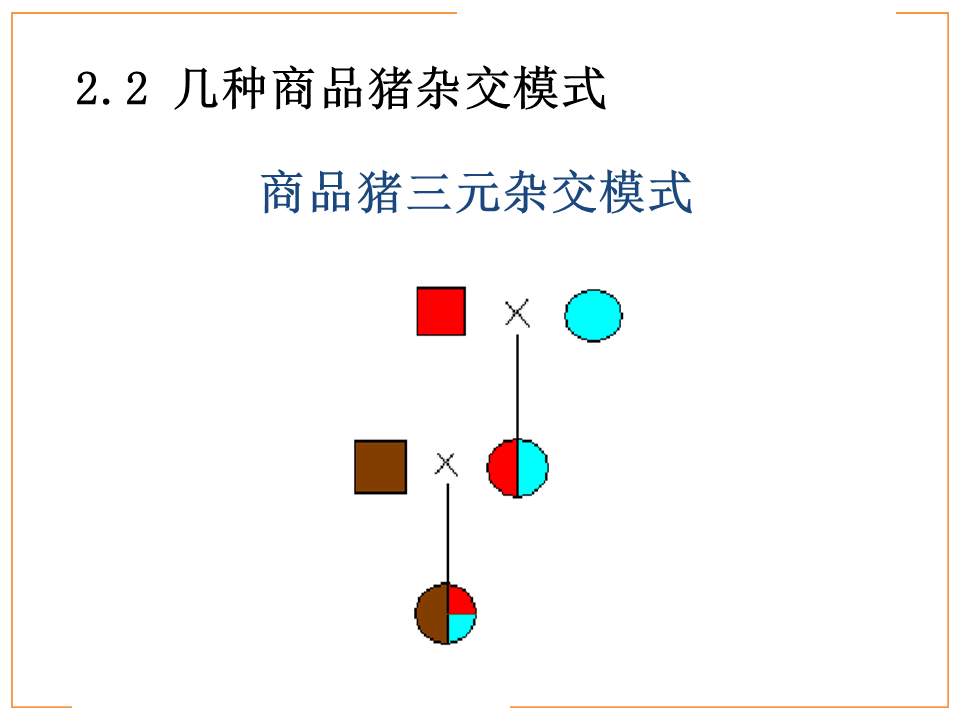 轮回杂交在养猪生产中的应用