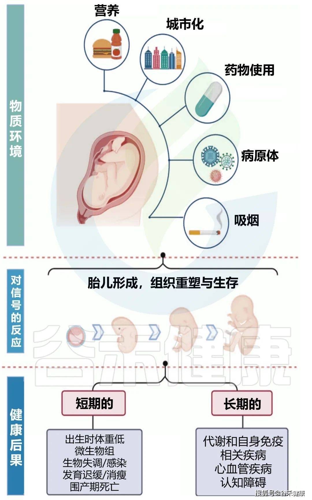 肠道微生物群、营养与长期疾病风险:母婴视角_影响_母体_病理变化