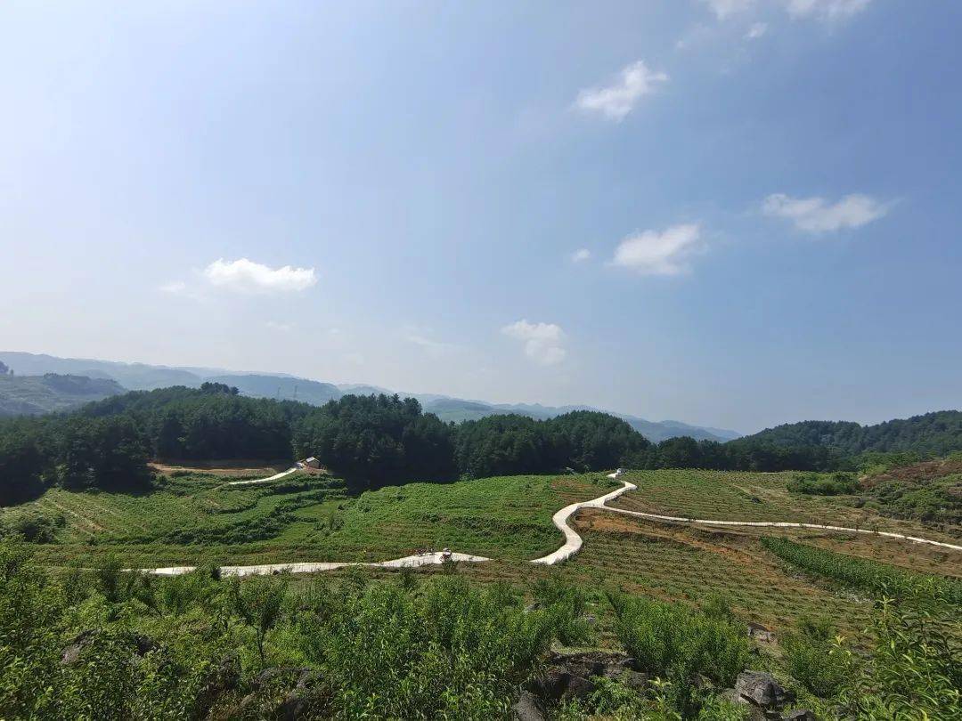 开阳县米坪乡:多举措培育黄桃产业助力乡村振兴_发展_种植_群众